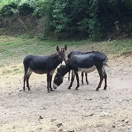 Farm stay Rio Ricco *