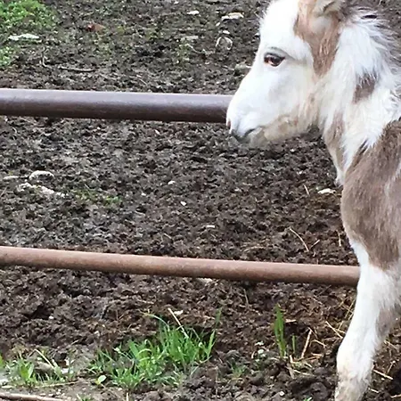 Farma Rio Ricco Busana