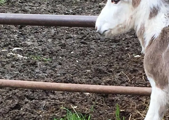 مزرعة للإقامة Rio Ricco Busana