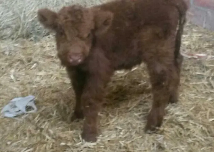 Rio Ricco مزرعة للإقامة Busana