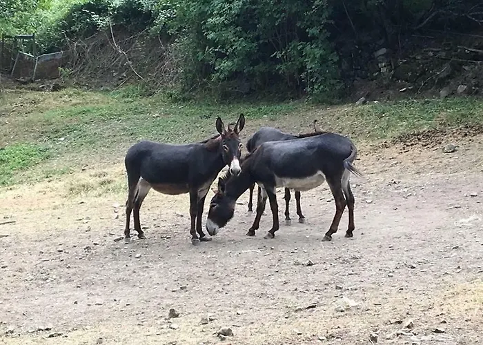 مزرعة للإقامة Rio Ricco *