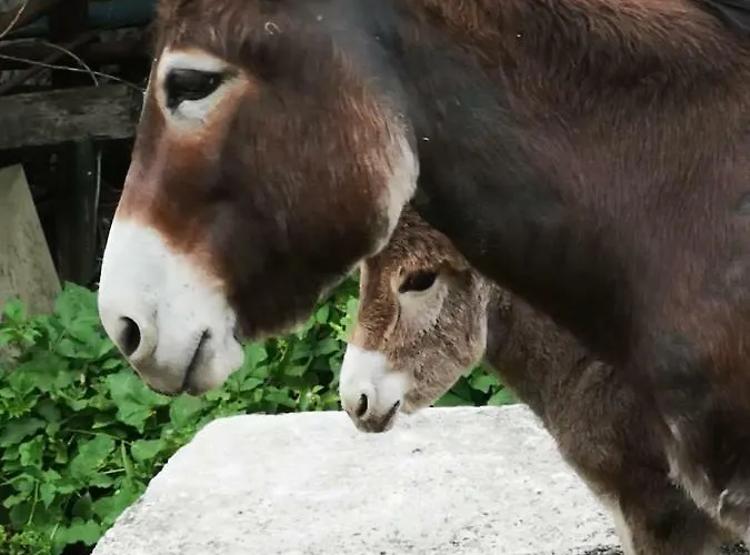 Alloggio per agriturismo Rio Ricco